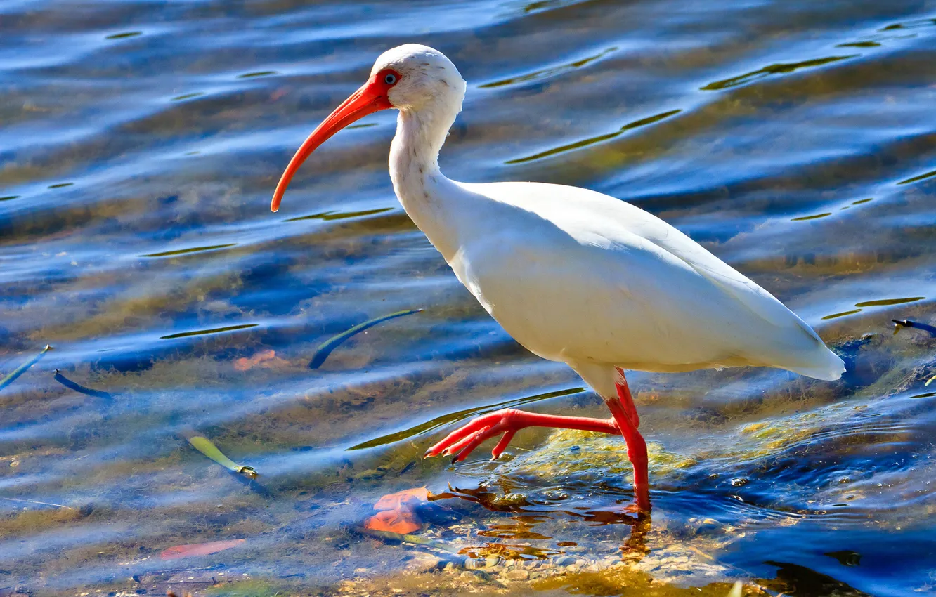 Photo wallpaper water, bird, beak, IBIS