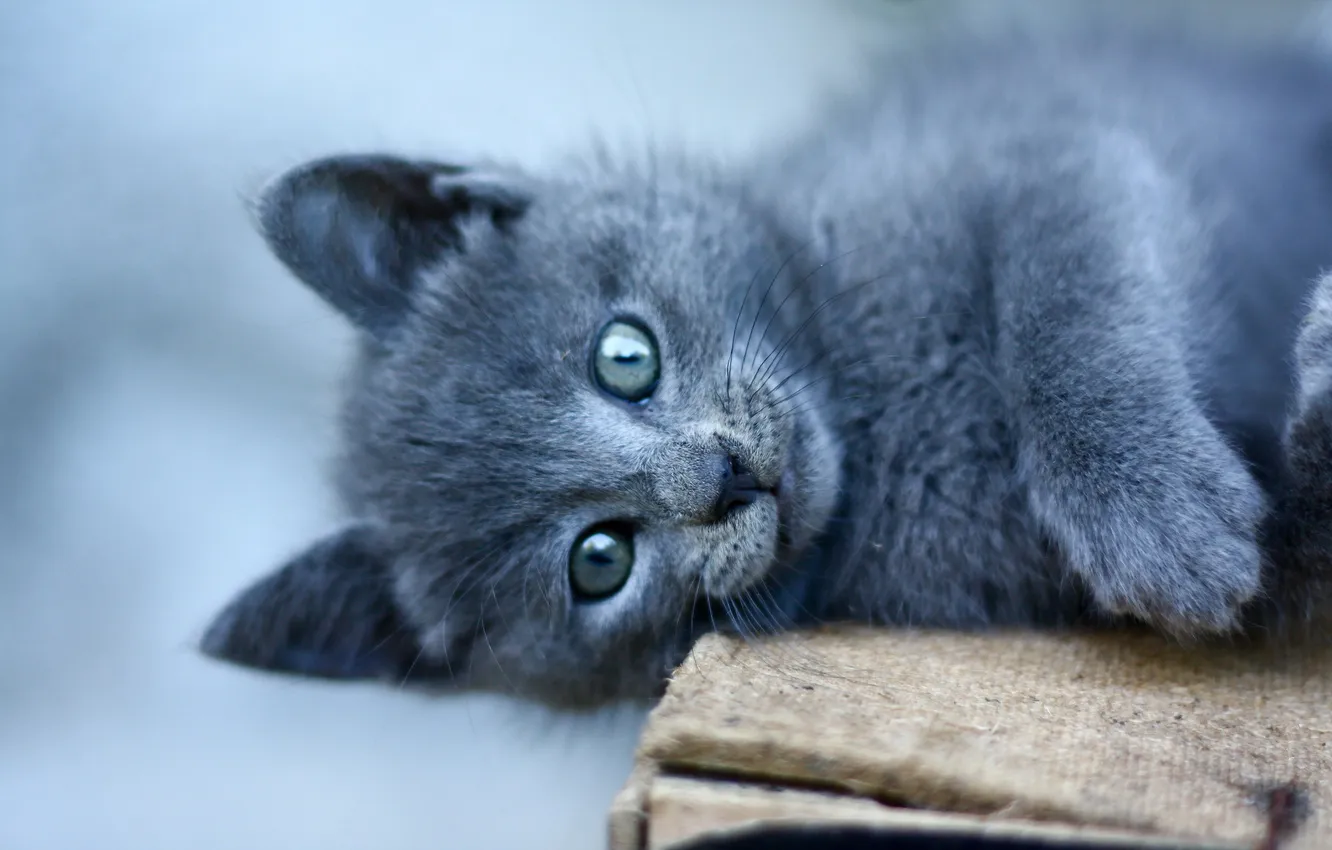 Photo wallpaper cat, look, background