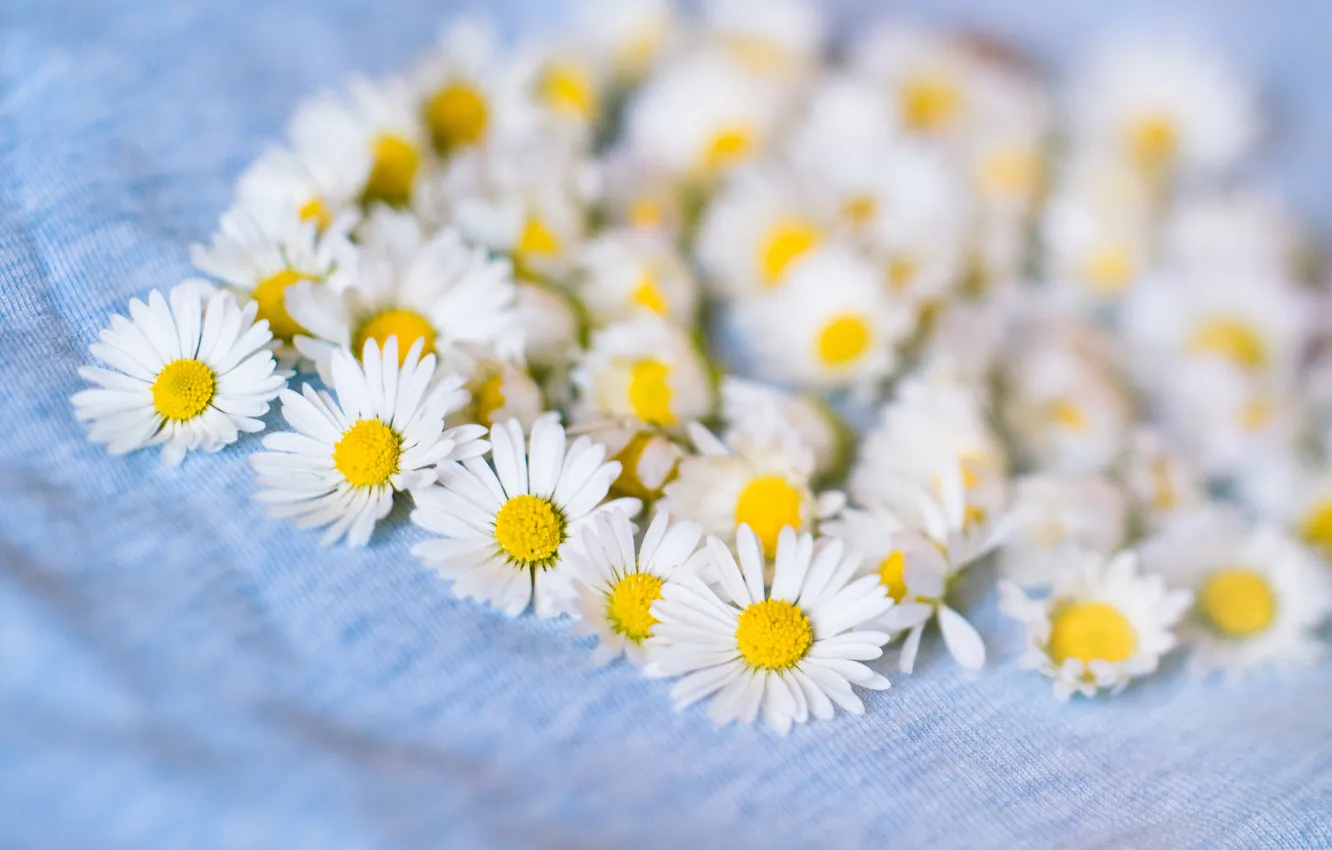 Photo wallpaper flowers, chamomile, petals, white, a lot