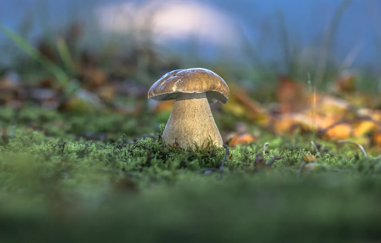 Photo wallpaper autumn, forest, grass, nature, moss, White mushroom