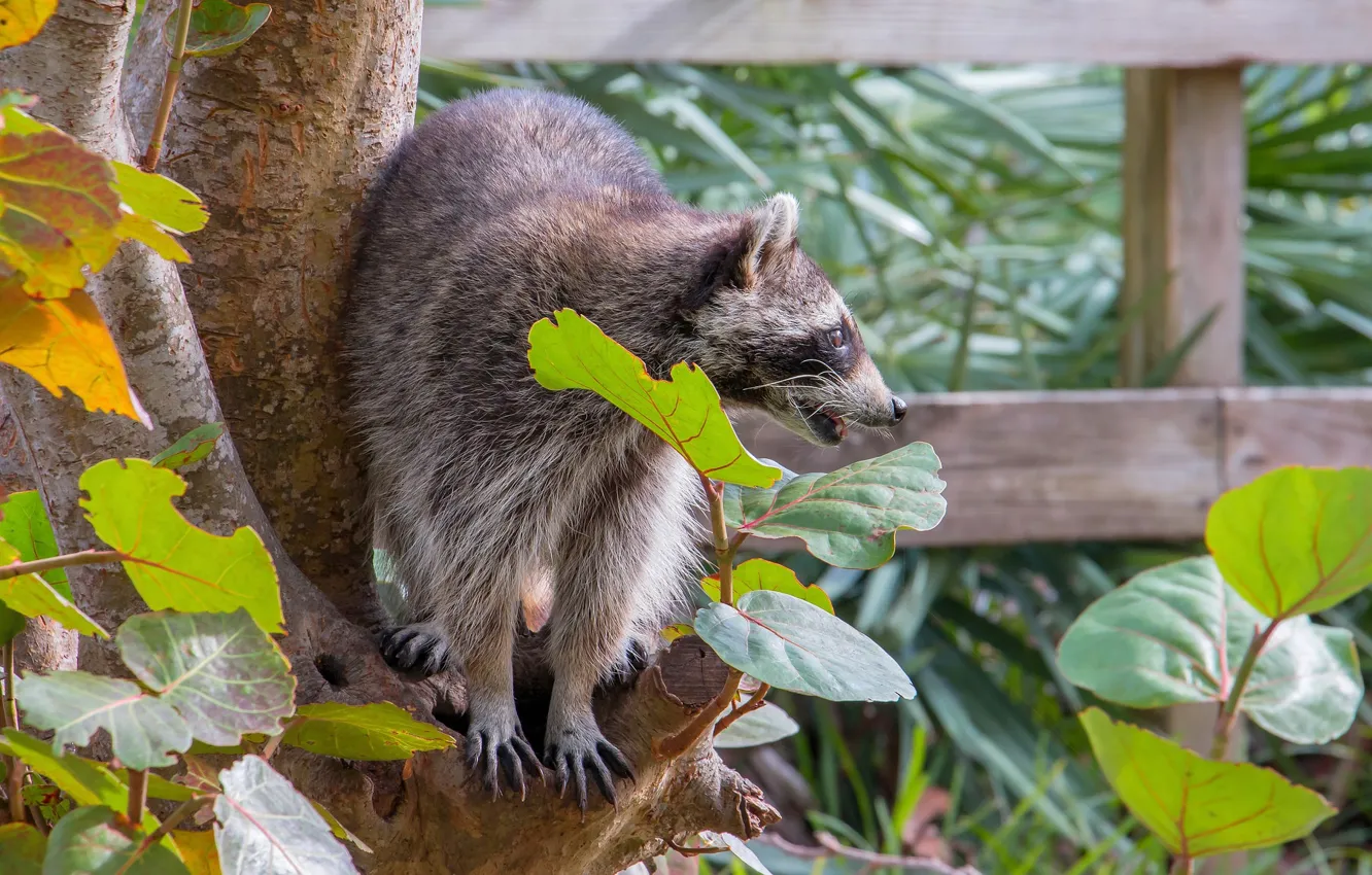 Photo wallpaper leaves, nature, raccoon