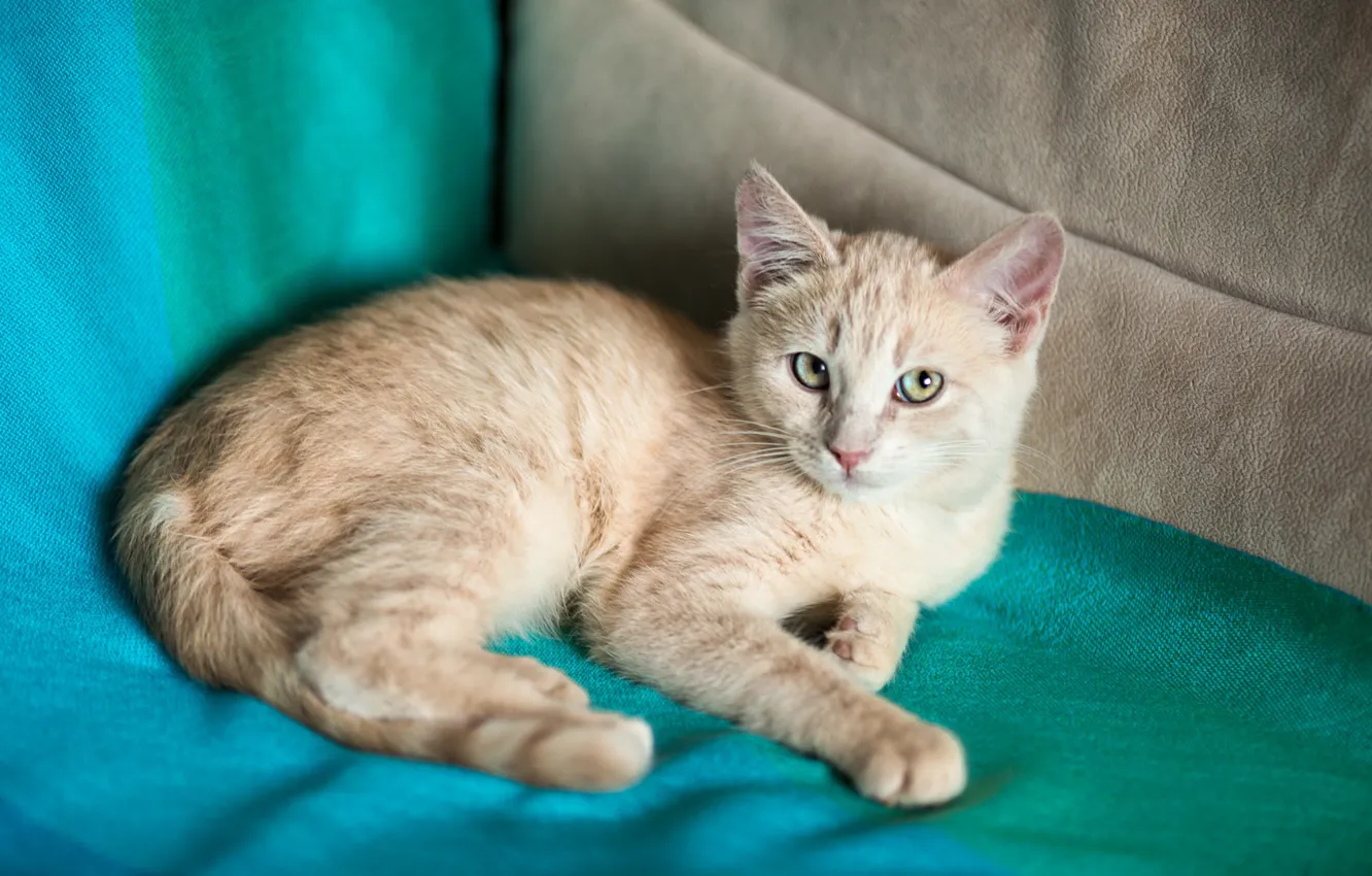 Photo wallpaper cat, look, kitty, sofa, red, muzzle, cute, fabric