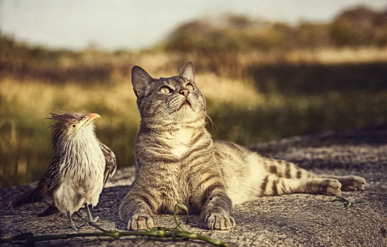 Photo wallpaper cat, bird, curiosity