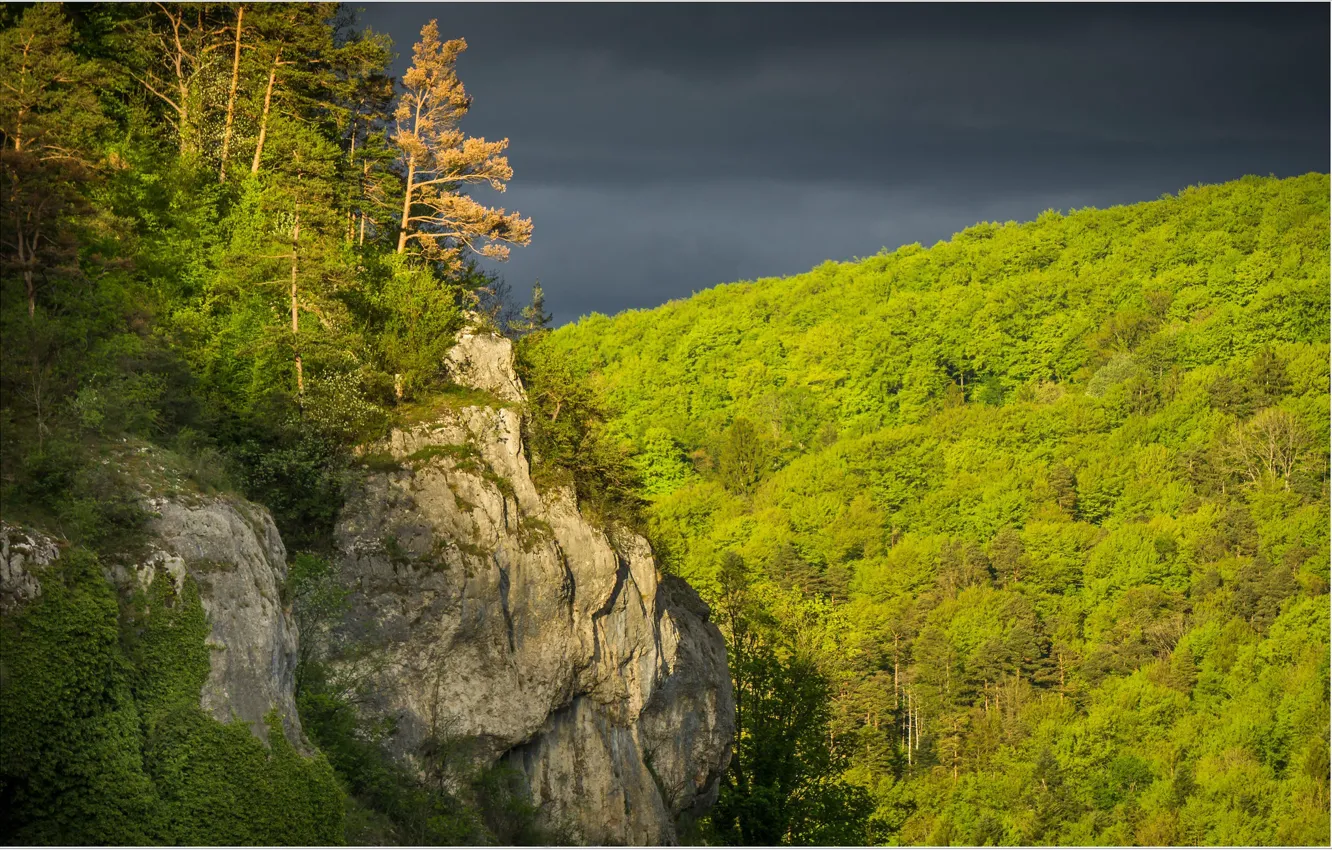 Photo wallpaper forest, trees, clouds, rock