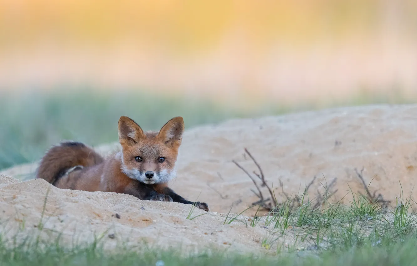 Photo wallpaper sand, grass, look, branches, nature, pose, Fox, lies