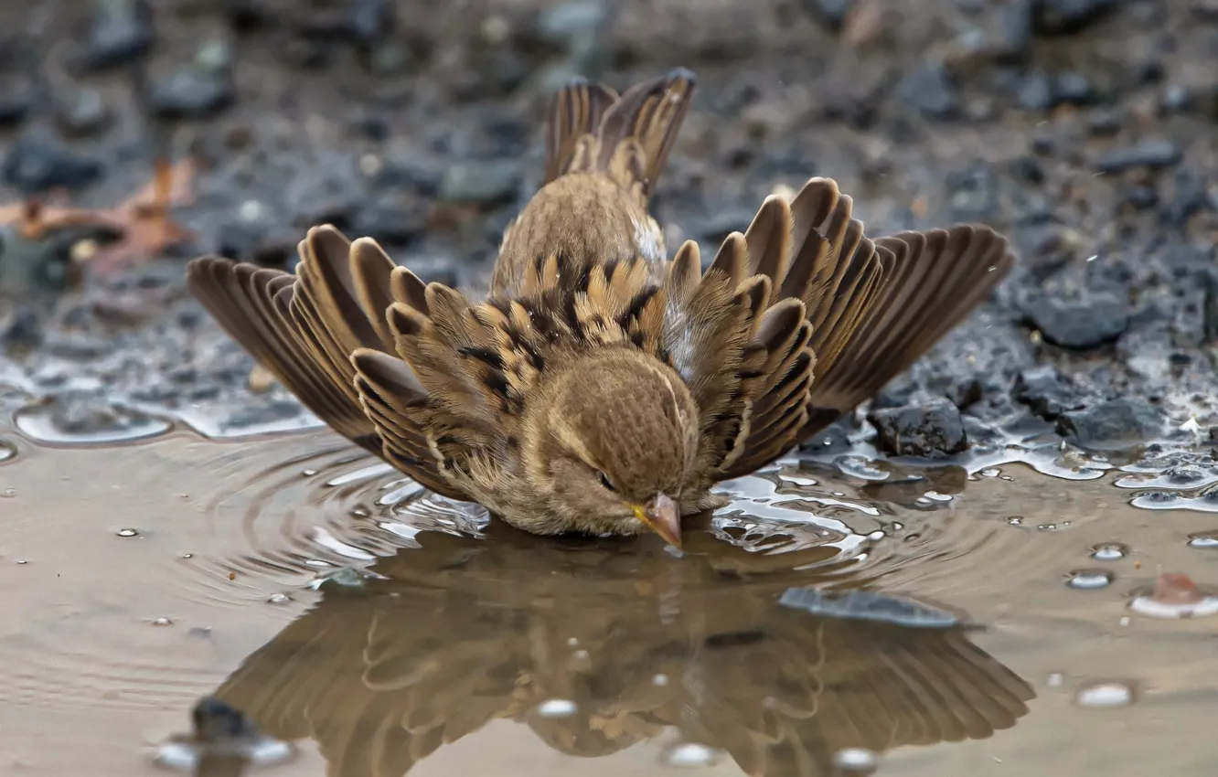 Photo wallpaper autumn, puddle, Sparrow, bathed