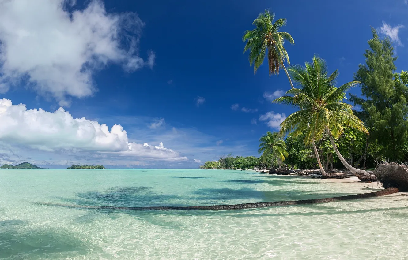 Photo wallpaper sea, beach, landscape, tropics, palm trees, blue water