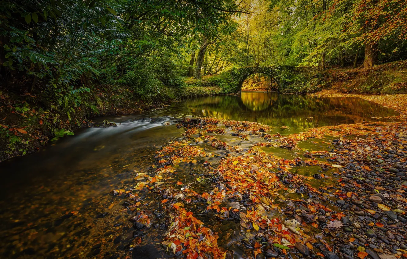 Photo wallpaper autumn, forest, leaves, branches, bridge, river, shore, foliage
