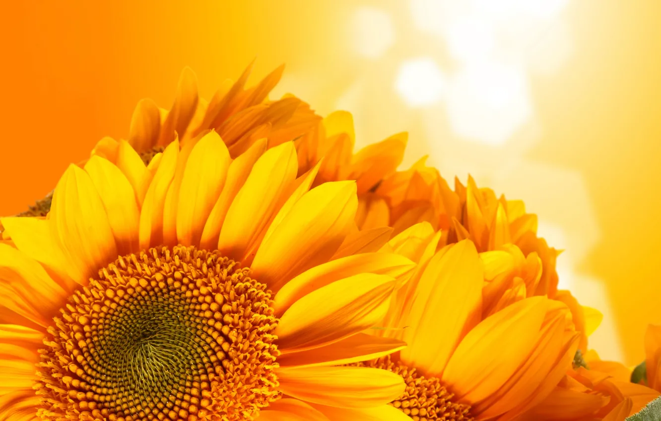 Photo wallpaper sunflowers, orange, background