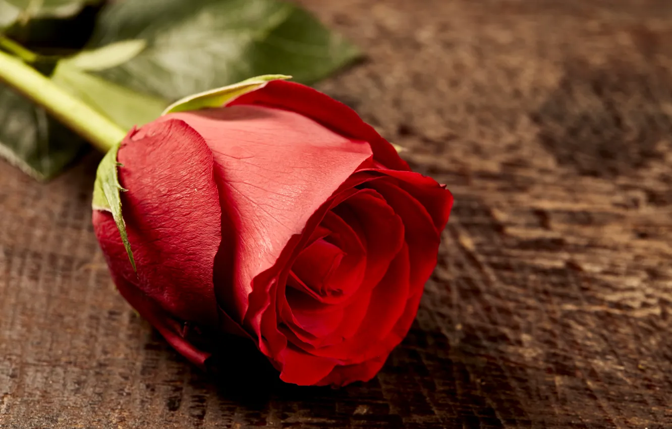 Photo wallpaper roses, Bud, red, rose, red rose, wood, romantic, bud