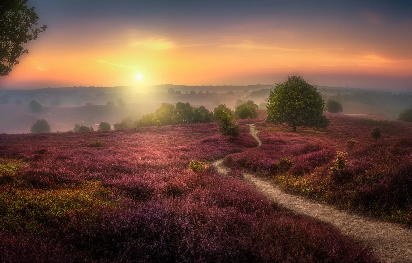 Photo wallpaper field, sunset, Herman van den Berge, The Veluwezoom