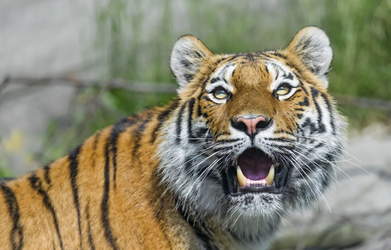 Photo wallpaper cat, look, tiger, fangs, Amur, ©Tambako The Jaguar