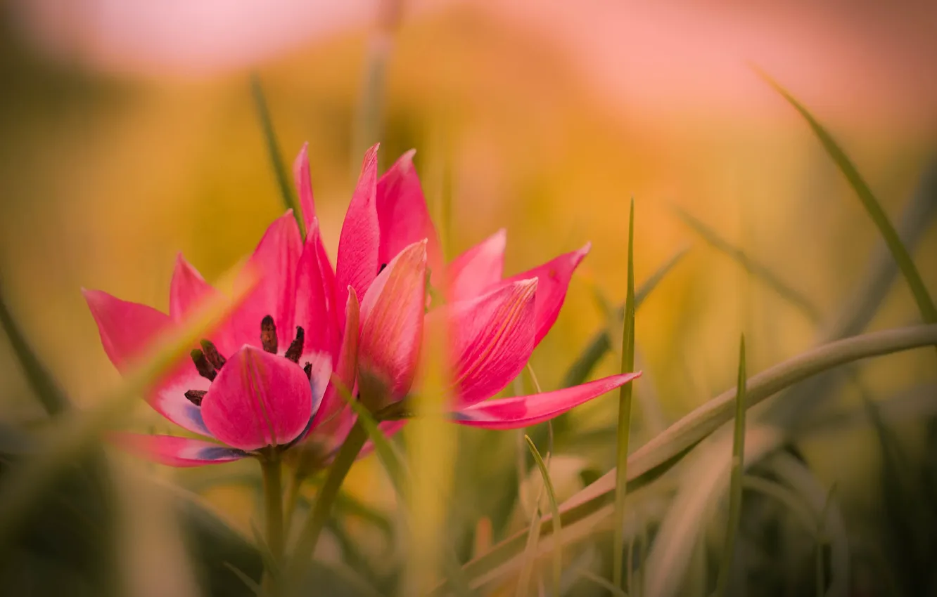 Photo wallpaper grass, flowers, background, tulips, pink, buds