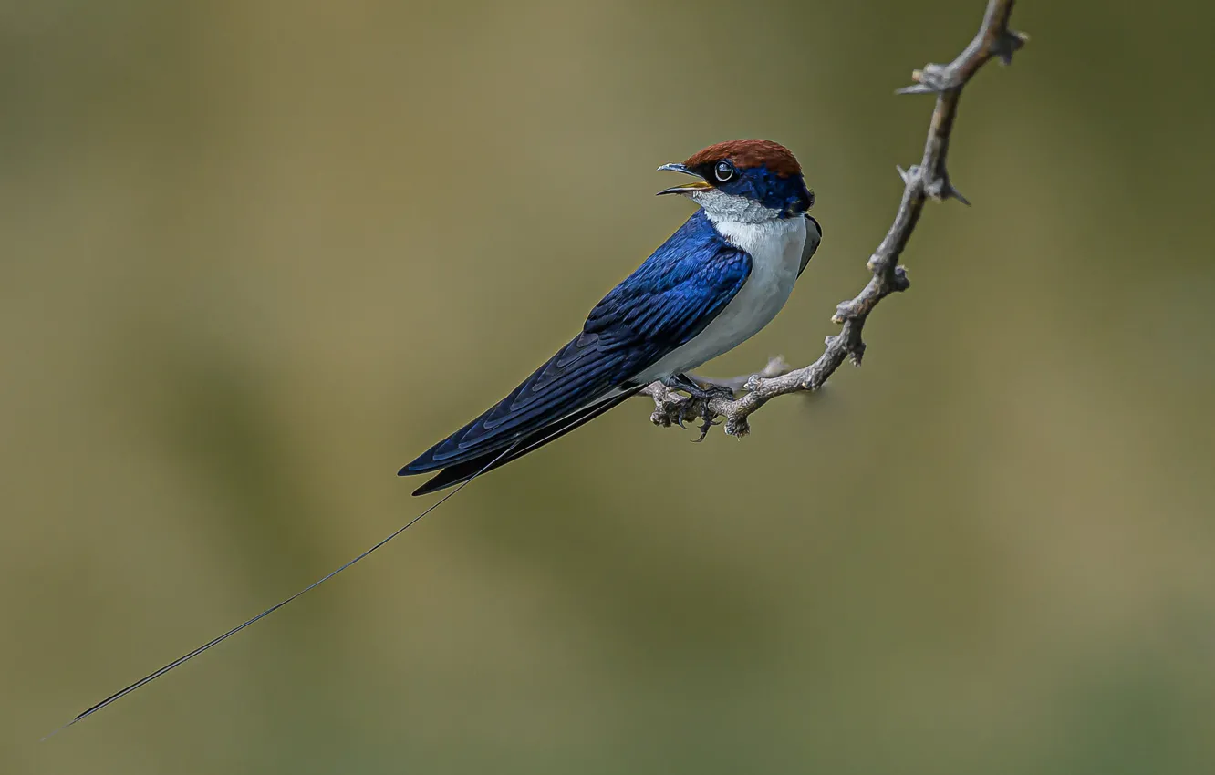 Photo wallpaper bird, branch, sitehost swallow