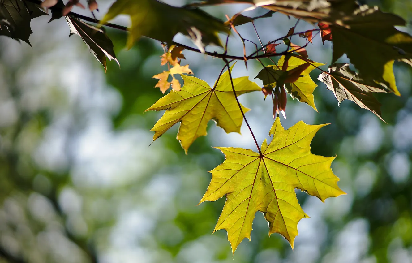 Photo wallpaper leaves, branches, maple