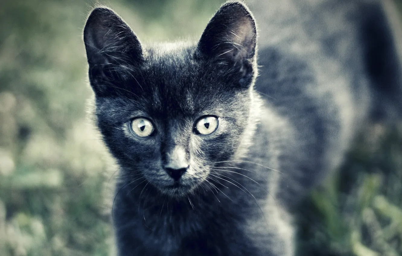 Photo wallpaper cat, eyes, look, grey, animal, wool, kitty