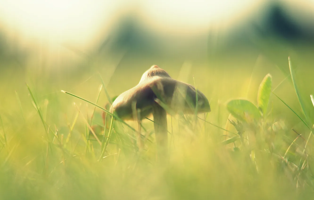 Photo wallpaper grass, macro, light, mushrooms, blur, hat