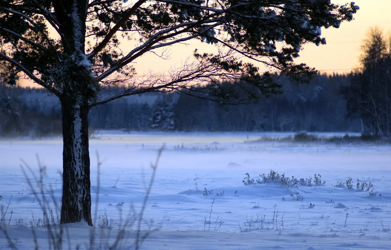 Photo wallpaper winter, field, trees