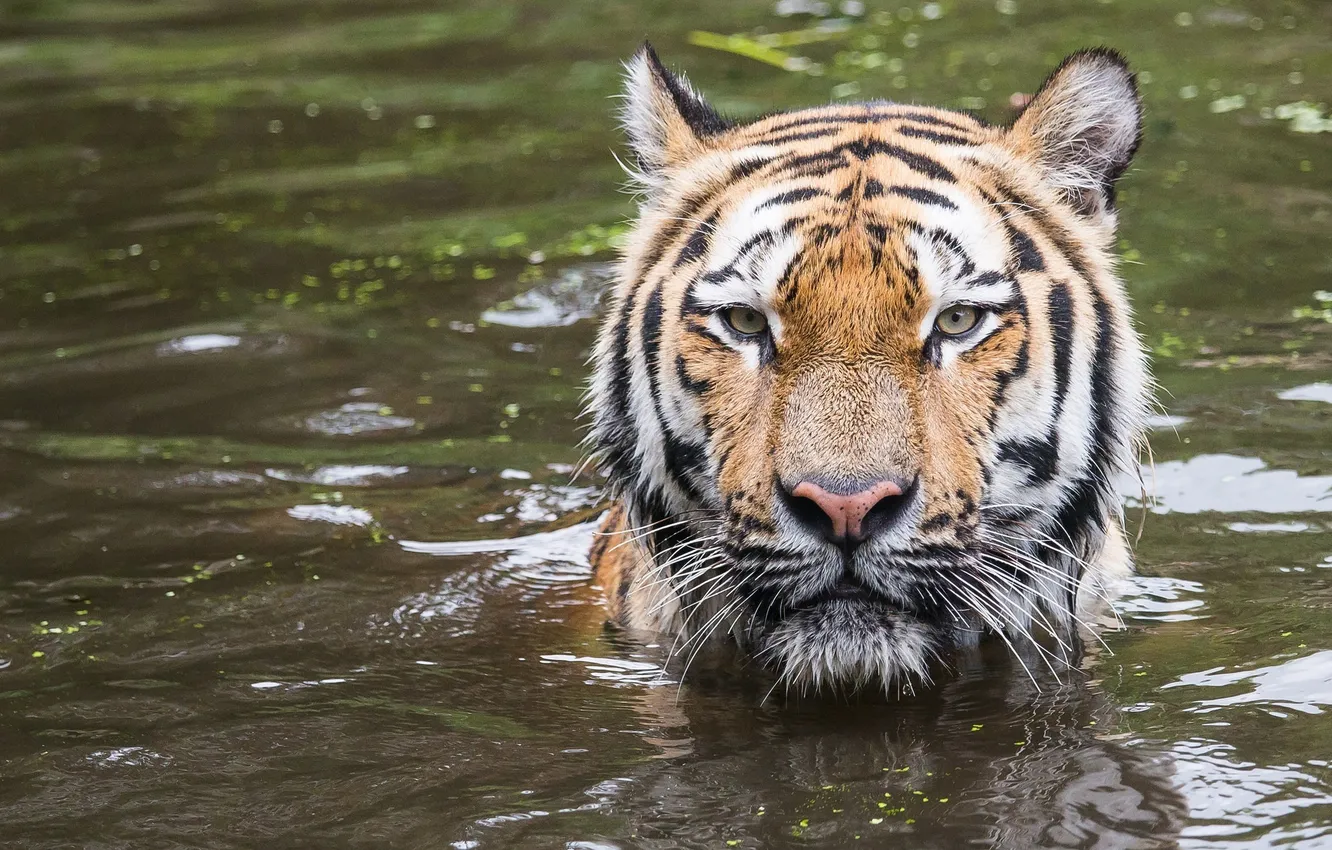 Photo wallpaper face, tiger, predator, bathing, wild cat, pond