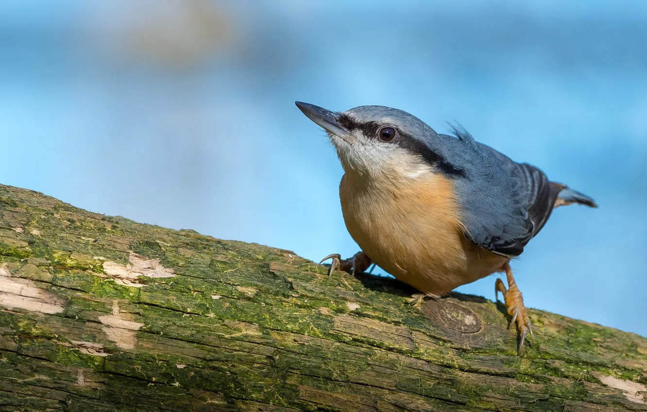 Photo wallpaper bird, log, nuthatch