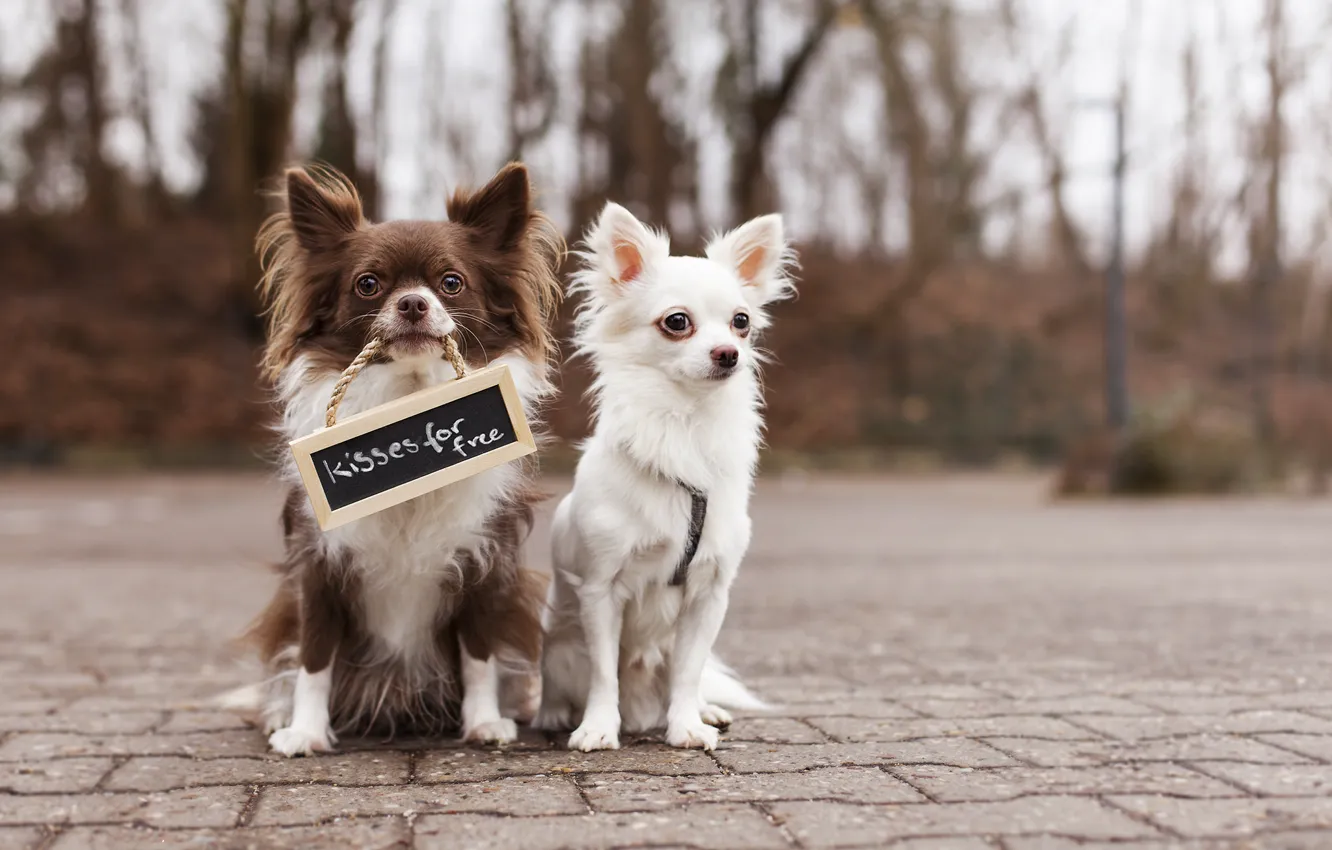Photo wallpaper dogs, the inscription, street, plate, two, friends, Chihuahua
