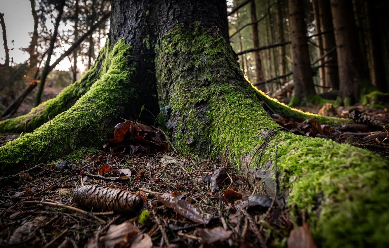 Photo wallpaper forest, trees, moss, bumps