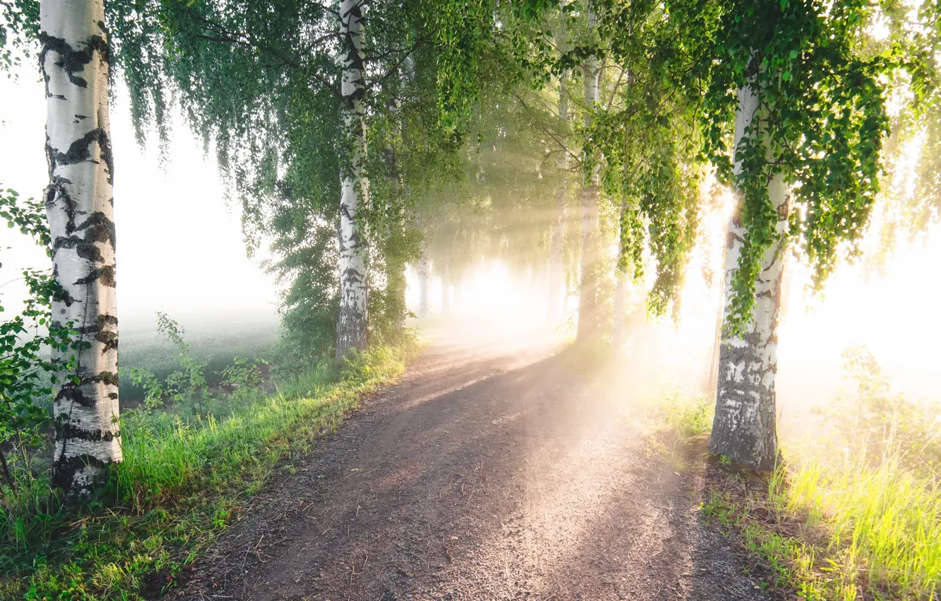 Photo wallpaper road, summer, light, fog, morning, birch