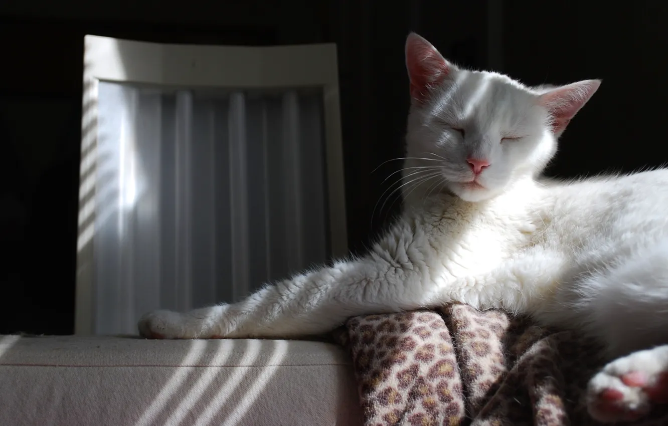 Photo wallpaper cat, white, cat, face, light, stay, sleep, shadow