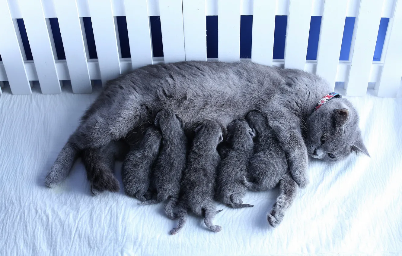 Photo wallpaper cat, the fence, lies, cub, kitty, mom, British, brood