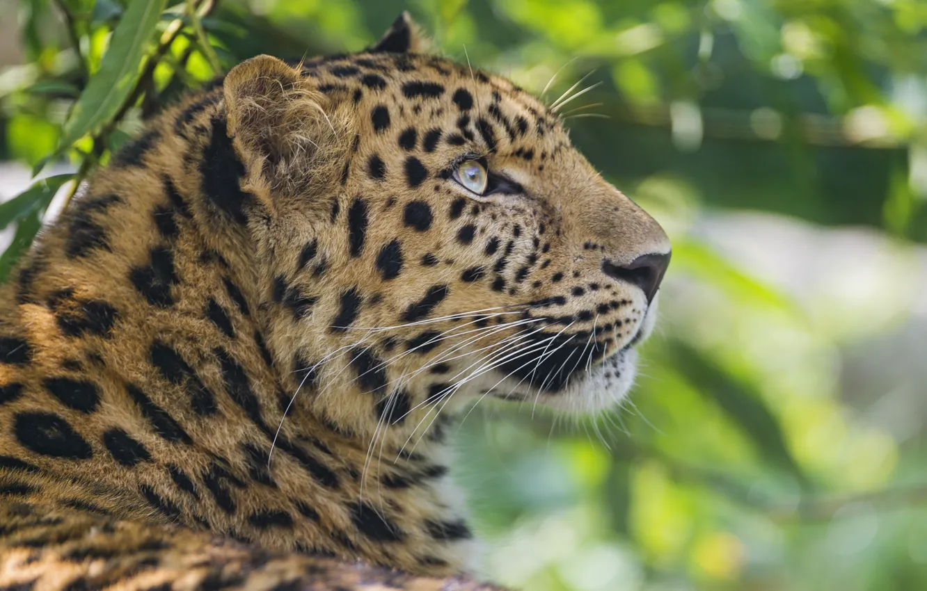 Photo wallpaper cat, face, leopard, Amur, ©Tambako The Jaguar