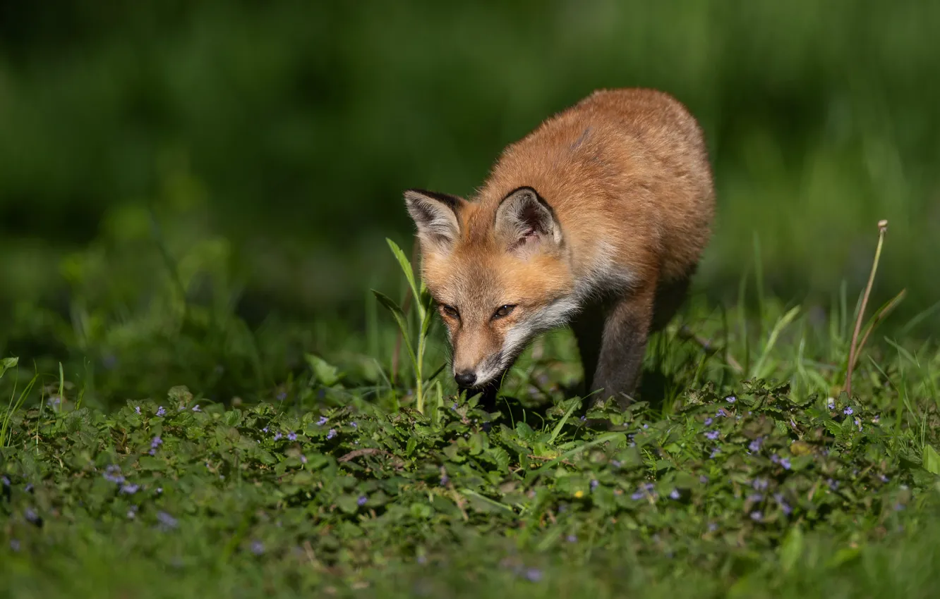 Photo wallpaper look, Fox, grass, Fox
