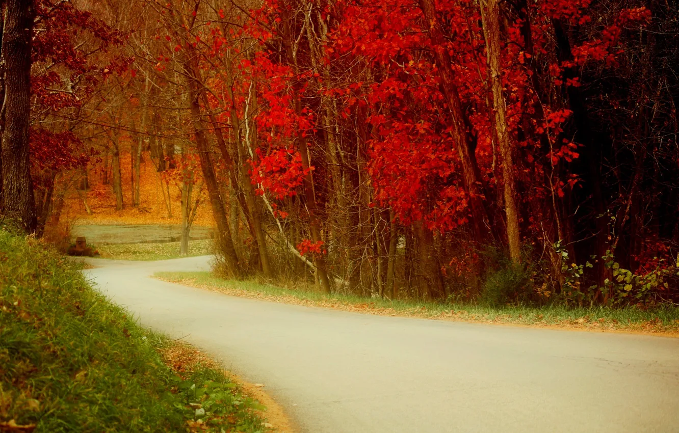 Photo wallpaper road, autumn, leaves, nature, colors, colorful, road, trees