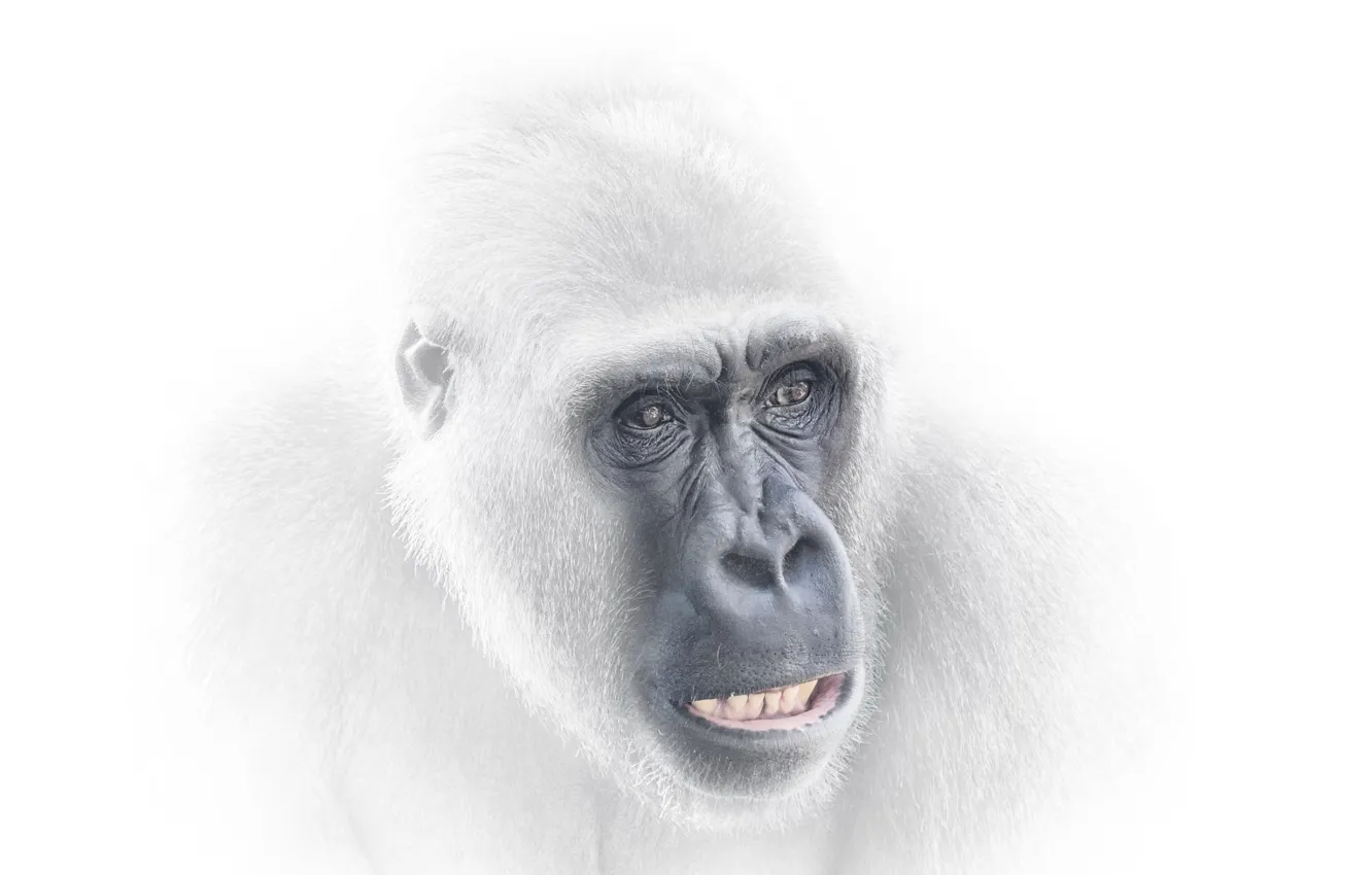 Photo wallpaper monkey, background, nature
