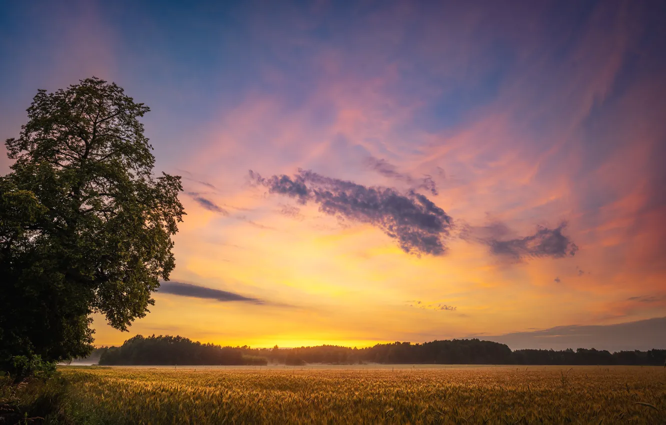 Photo wallpaper wheat, field, the sky, clouds, trees, sunset, dawn, space