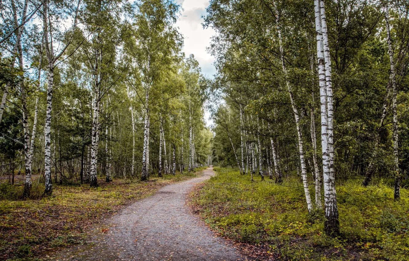 Photo wallpaper summer, birch, grove