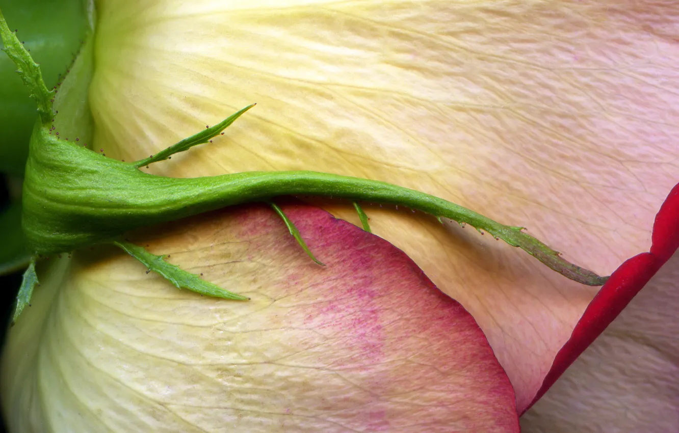 Photo wallpaper macro, roses, buds