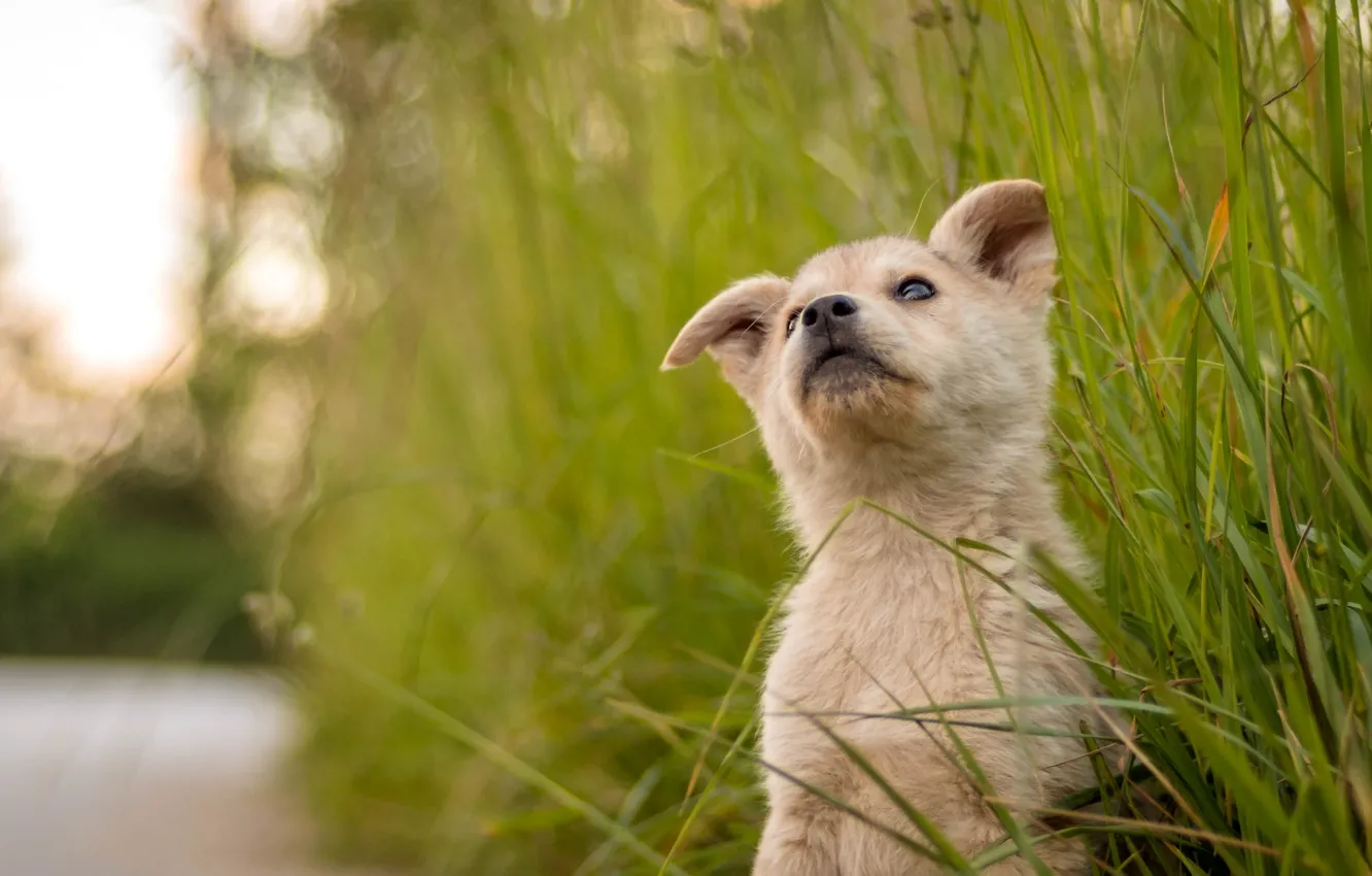 Photo wallpaper grass, cute, puppy