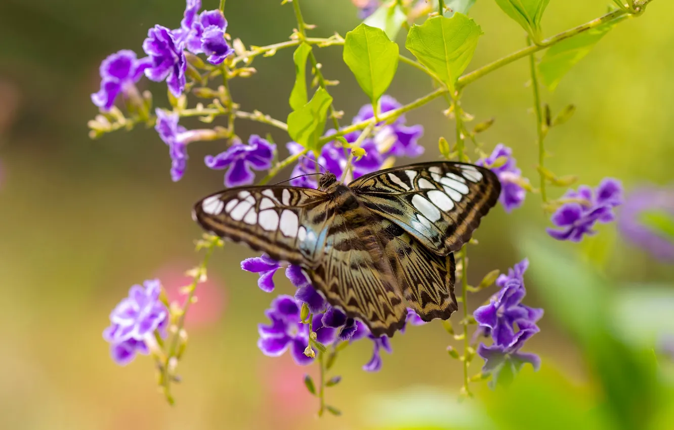 Photo wallpaper macro, flowers, butterfly, Sylvia Tiger, duranta