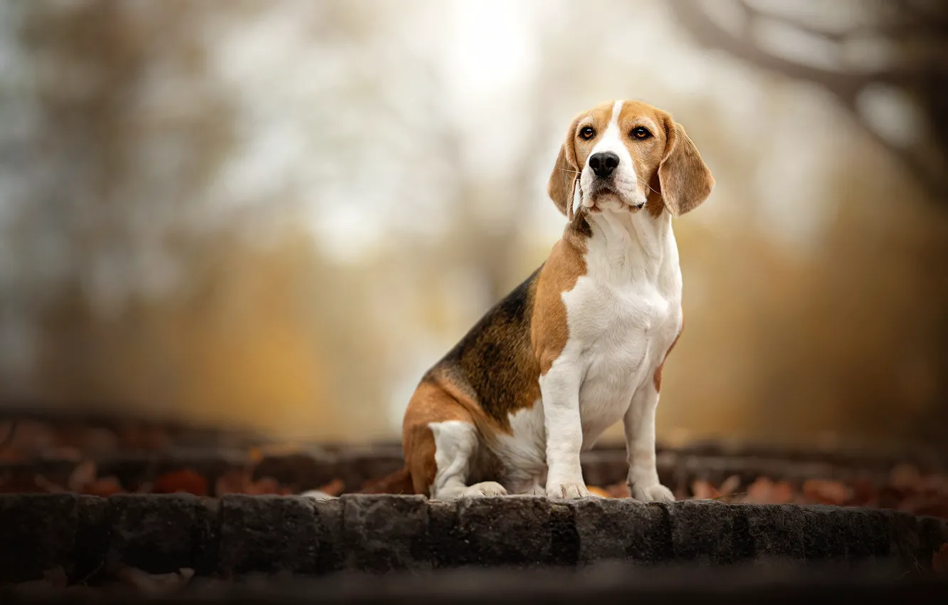 Photo wallpaper autumn, look, nature, background, dog, bokeh, Beagle