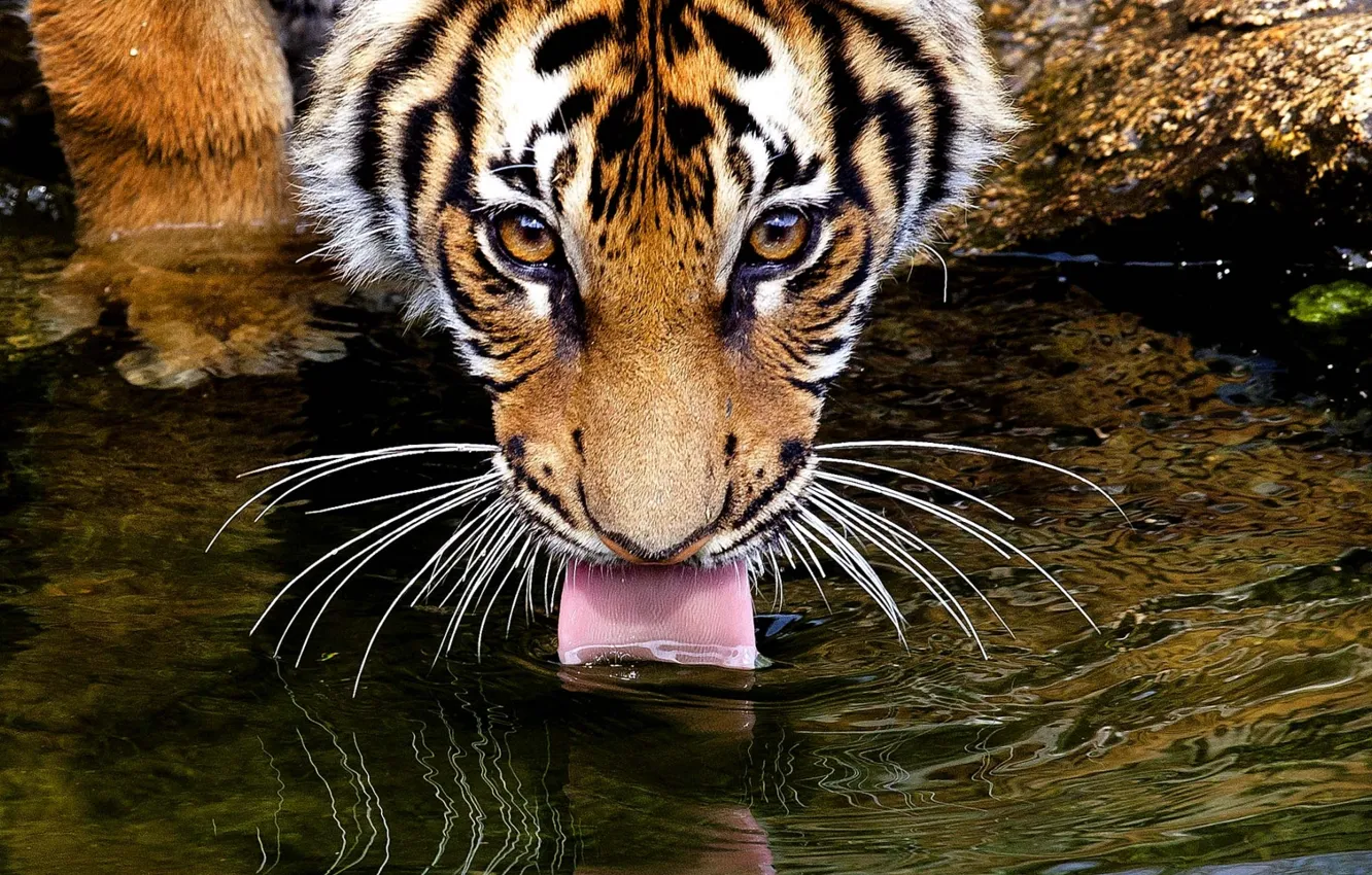 Photo wallpaper language, eyes, mustache, look, water, tiger, tiger, drinking