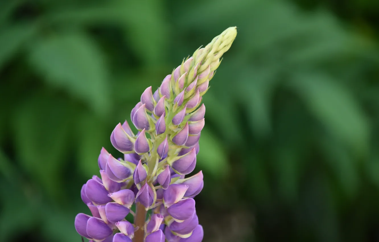 Photo wallpaper summer, macro, flowers, background, lilac, bokeh, blurred background, lupins