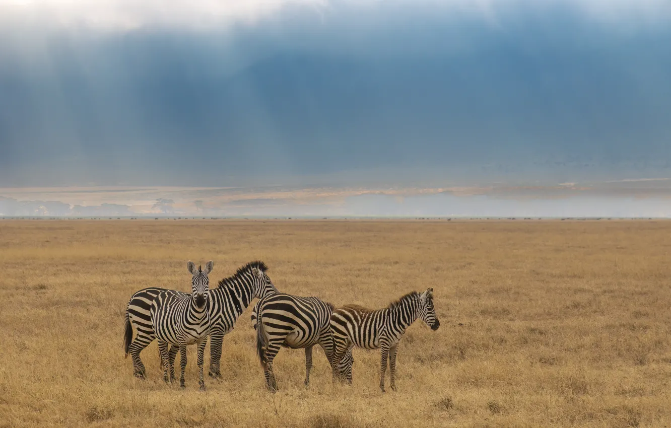 Photo wallpaper landscape, nature, Zebra, striped