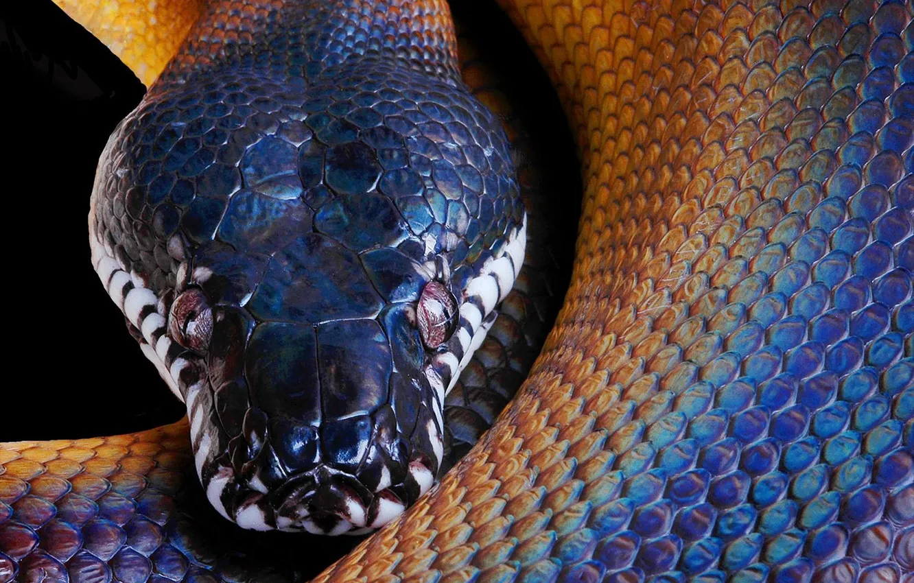 Photo wallpaper snake, Python