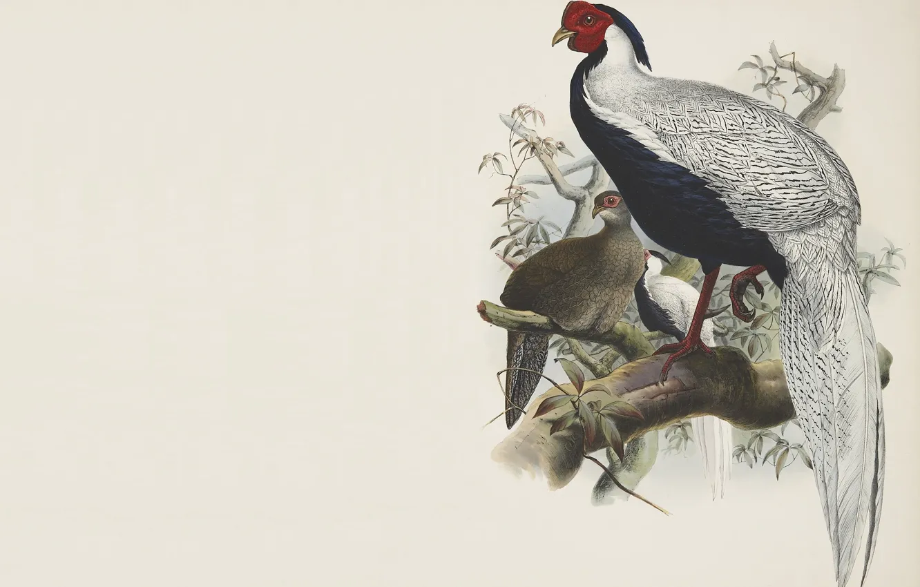 Photo wallpaper branches, bird, minimalism, art, Master, East, painting