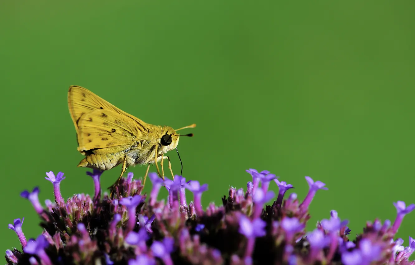Photo wallpaper flowers, butterfly, plant, wings, insect, moth