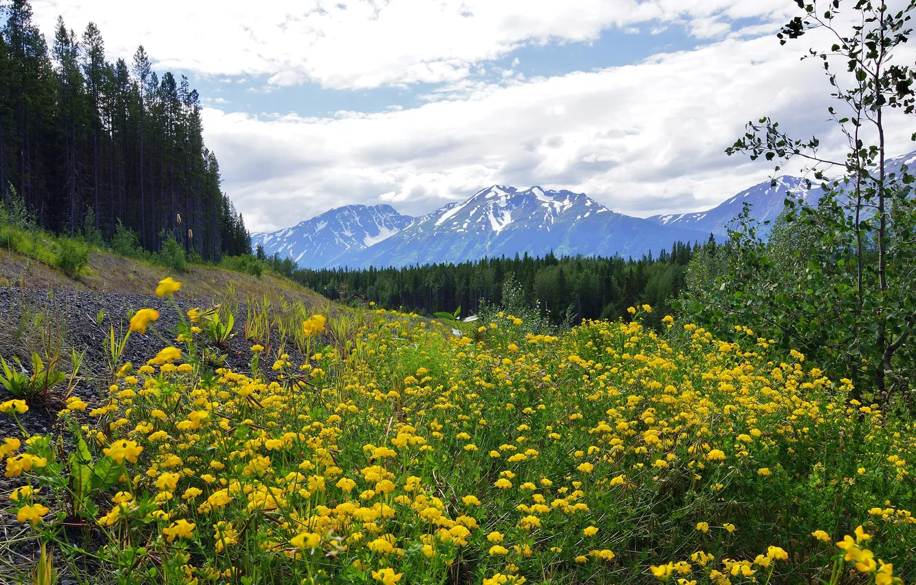 Photo wallpaper forest, trees, flowers, mountains, yellow, valley, Canada, buttercups