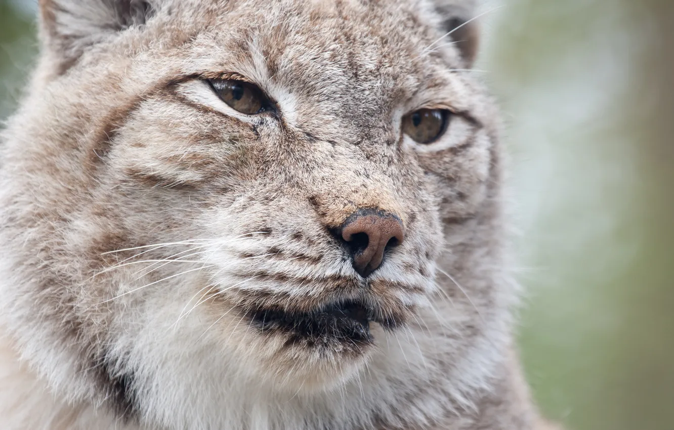 Photo wallpaper look, face, lynx