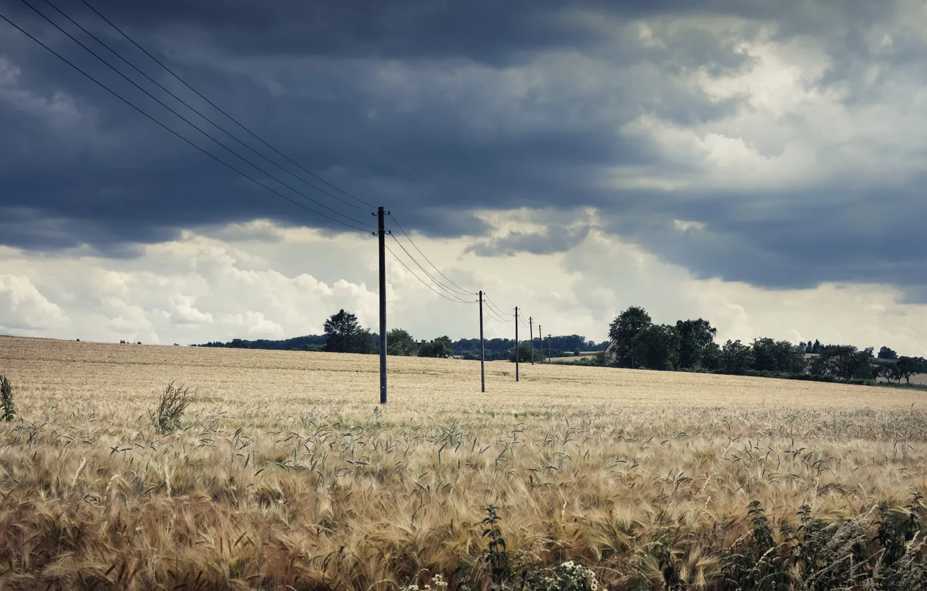 Photo wallpaper Barley Field, Northrhine-Westphalia, Märkischer Kreis, Ostsummern
