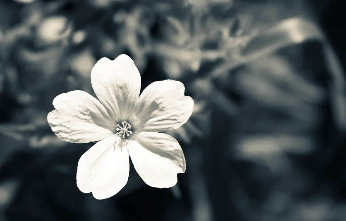 Photo wallpaper white, macro, grey