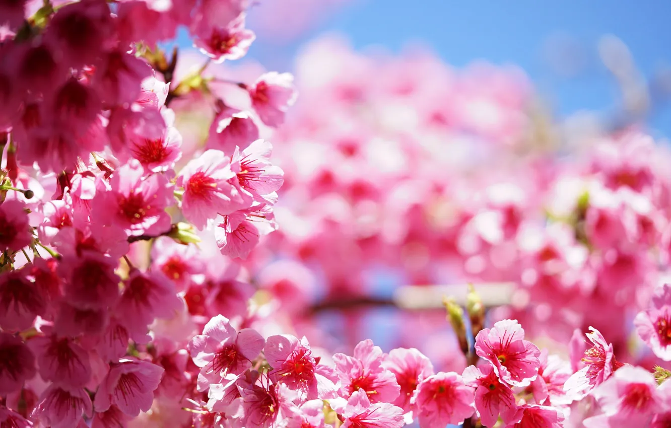 Photo wallpaper flowers, pink, Tree, spring, flowering